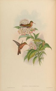Amazilia corallirostris = Amazilia rutila corallirostris de John Gould